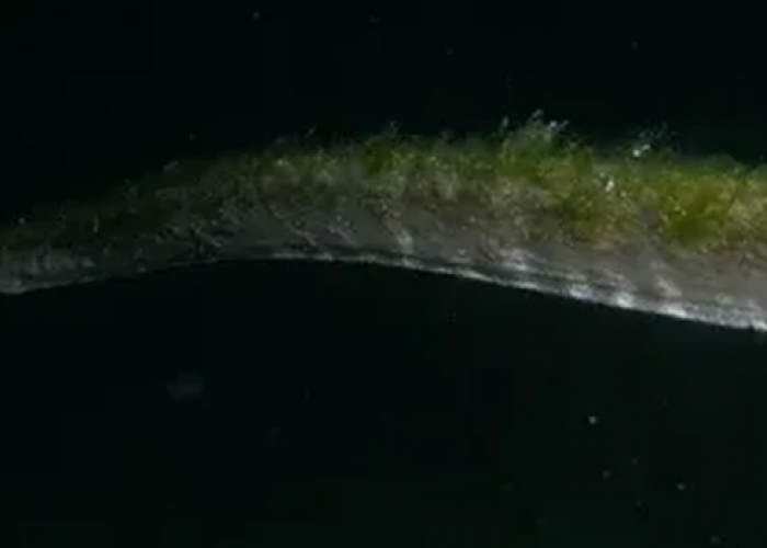 Ancient Creature Found in the Waters of Komodo Island Indonesia