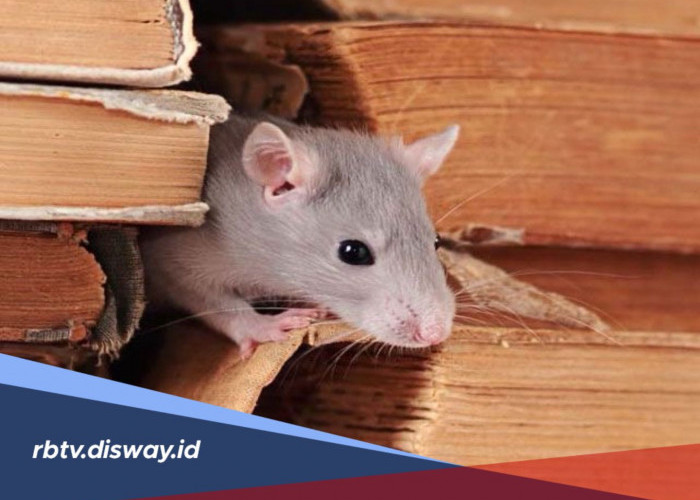 Jangan Biarkan Rumah Jadi Sarang Tikus! Ini Titik Masuk Tikus yang Sering Diabaikan