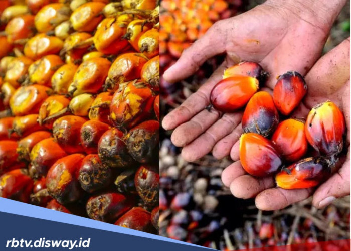 Harga TBS Sawit di Sumut Hari Ini Turun, Berikut Rinciannya 