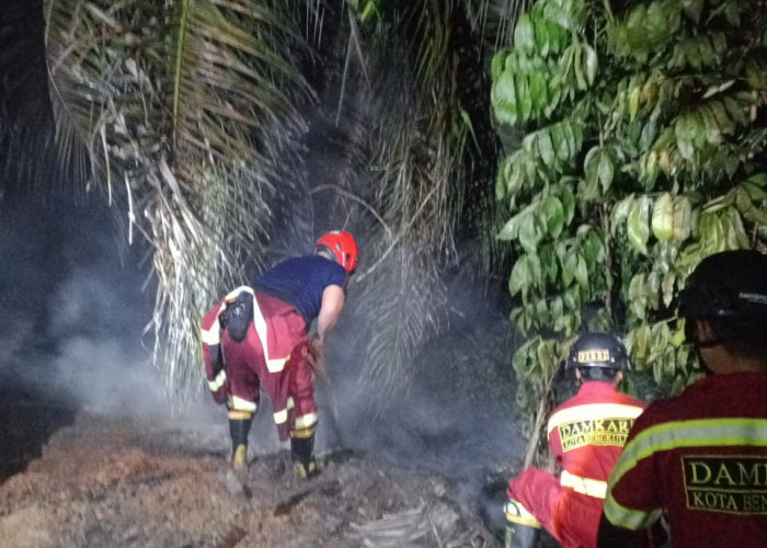 Kebakaran Lahan Kebun Sawit Akibat Pembakaran Serbuk Kayu dari Depot 