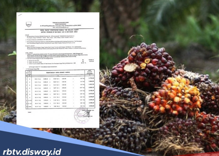 Update Harga TBS Sawit Jambi Hari Ini, Turun Jadi Segini