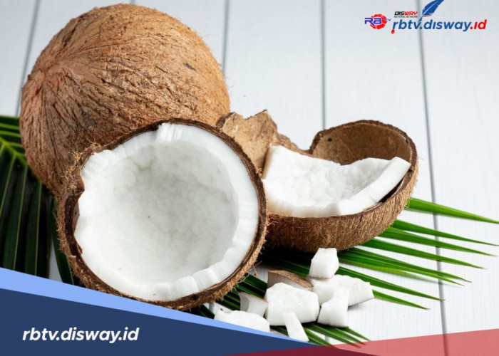 Jangan Kaget, Ini Harga Kelapa Terbaru Hari Ini