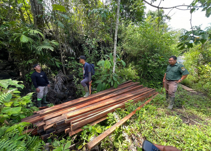 Balai Besar TNKS Temukan Kayu Tak Bertuan Diduga Illegal Logging di Lebong