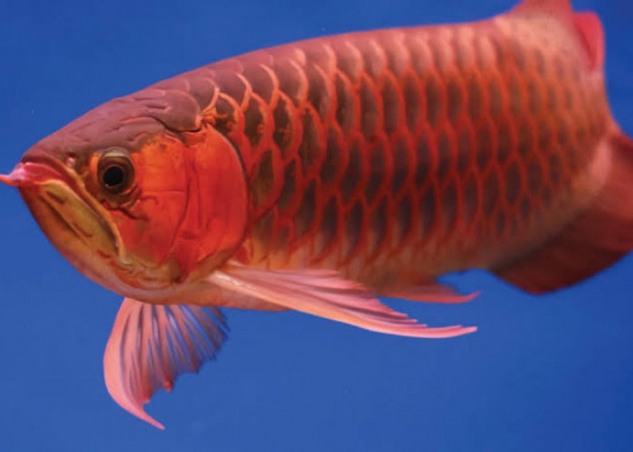 Selain Cantik, 13 Jenis Ikan Hias Ini Dipercaya Pembawa Rezeki Bagi Pemiliknya, Mau Coba Pelihara?