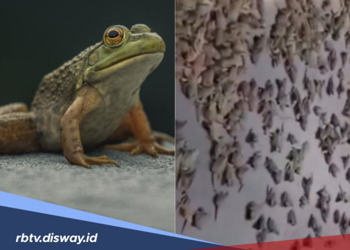 Ini Jenis Katak yang Menghujani Warga Brazil, Apakah Berbahaya?