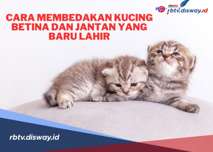 Sekilas Mirip, Ini 5 Cara Membedakan Anak Kucing Jantan dan Betina yang Baru Lahir