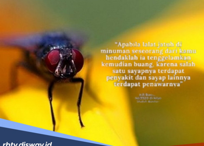 Terbukti Benar, Hadist Nabi Muhammad Tentang Lalat Terbukti Benar Secara Keilmuan