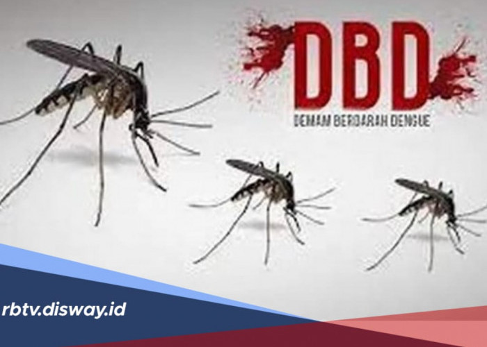 Kenali, 3 Fase Demam Berdarah Dalam 7 Hari, Begini Cara Tepat Menanganinya