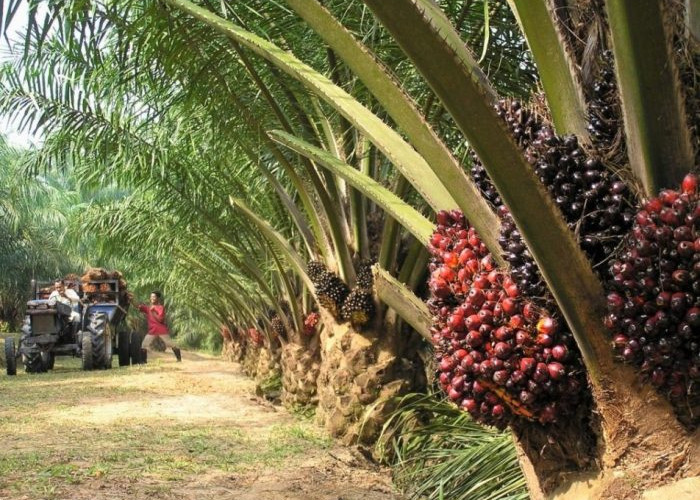 Ini Harga Terbaru TBS Kelapa Sawit, Petani Diminta Lakukan Hal Berikut agar Harga Bisa Naik