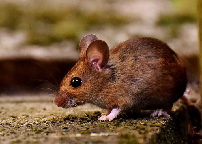 Bikin Tikus Jera Masuk Rumah, Mudah Ini 14 Caranya, Langsung Kapok Tikus Tidak akan Datang Lagi