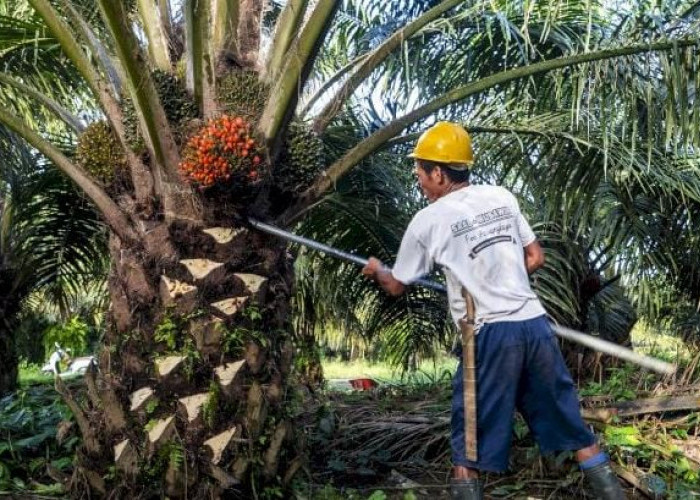 43 Pabrik Kelapa Sawit di Provinsi Bengkulu Belum Patuhi Harga TBS, Pemprov Warning Cabut Izin Operasional
