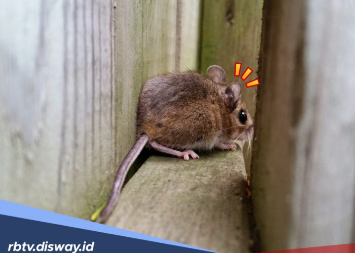 5 Tips Ampuh Cegah Tikus Masuk Rumah Lewat Lubang Pembuangan