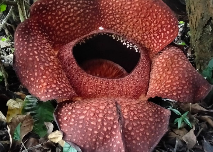 Kembali Mekar Sempurna, Petani Kopi Lubuk Resam Kembali Buktikan Bunga Rafflesia Bisa Dibudidaya