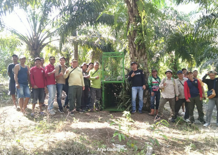 Hewan Buas Berkeliaran di Perkebunan Warga Seluma, BKSDA dan WCS Pasang Perangkap dan Kamera