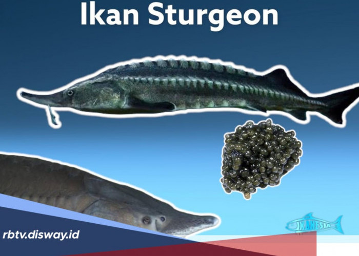 Penghasil Kaviar Terbesar di Dunia, Ikan Sturgeon Termasuk Jenis Ikan Apa? 