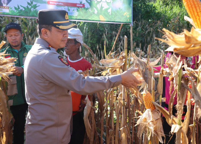 Polresta Bengkulu Panen 3 Ton Jagung, Dukung Swasembada Pangan Nasional
