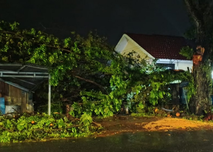 Pohon Mahoni di Nusa Indah Roboh, Timpa Tempa Usaha Warga