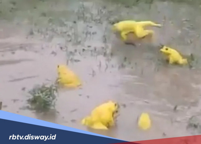 Fenomena Heboh Hujan Katak Turun dari Langit Jepang, Sempat Terdengar Suara Aneh  