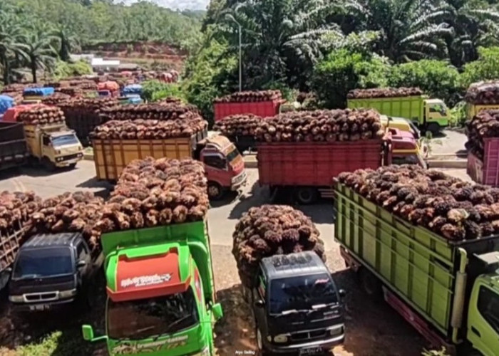 Harga TBS Kelapa Sawit di Seluma Semakin Anjlok, Apa Langkah Pemkab Seluma??? 