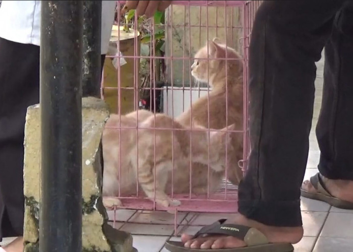 Ratusan Orang  di Rejang Lebong Digigit Hewan Penular Rabies