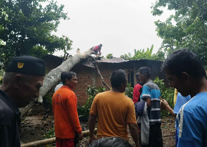 Hujan Badai, Rumah Warga di Kota Bengkulu Ditimpah Pohon Macang, Ada Anak yang Sedang Tidur