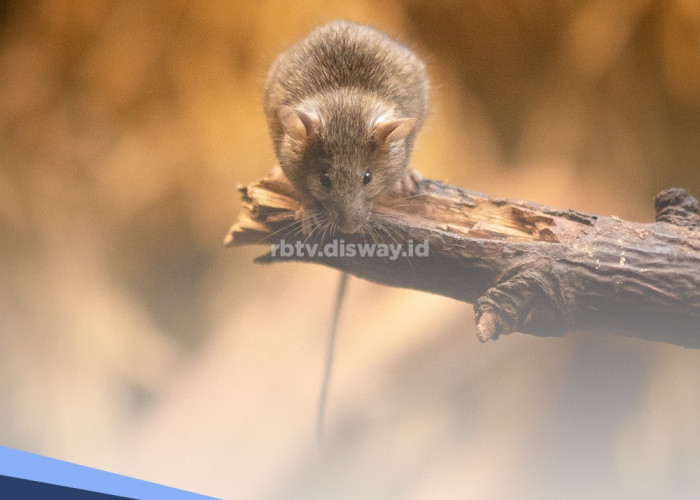 Gerombolan Tikus Serang Sawah, Tiru Trik Petani di Daerah Ini Basmi Tikus dengan Burung