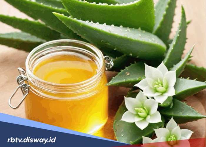 Tips Menghilangkan Bekas Jerawat di Wajah Secara Alami Menggunakan Masker Lidah Buaya dan Madu