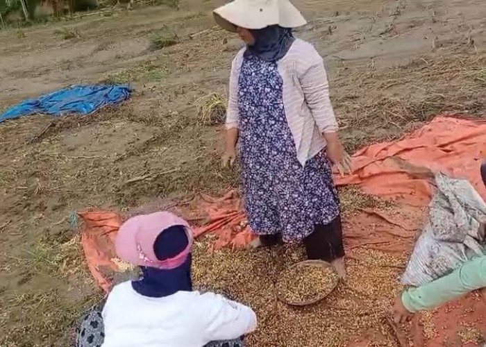 Petani Gagal Panen, Ratusan Hektare Lahan Pertanian di Kabupaten Seluma Rusak Parah Akibat Banjir