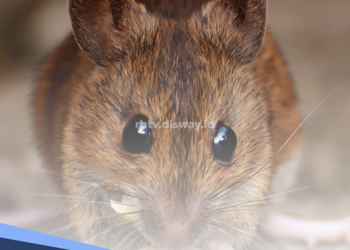 Pakai 14 Bahan Ini, Tikus Tidak akan Berani Masuk Rumah