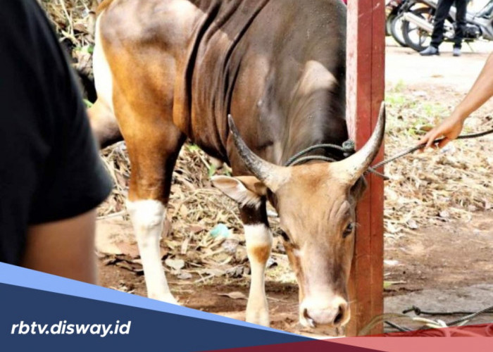 Syarat Sah dan Tata Cara Penyembelihan Hewan Kurban yang Benar