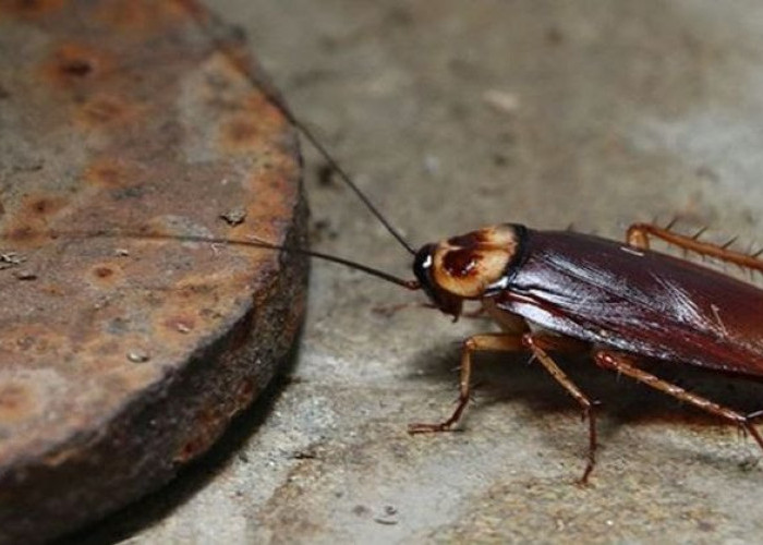 Bukan Sekadar Bunga Tidur, Ini Arti Mimpi Kecoa Menurut Primbon Jawa 