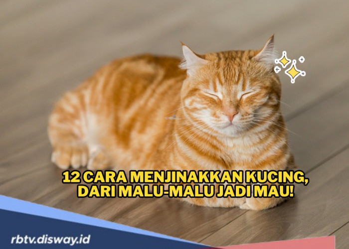 Punya Kucing di Rumah? Simak, Ini 12 Cara Menjinakkan Kucing, dari Malu-malu Jadi Mau!