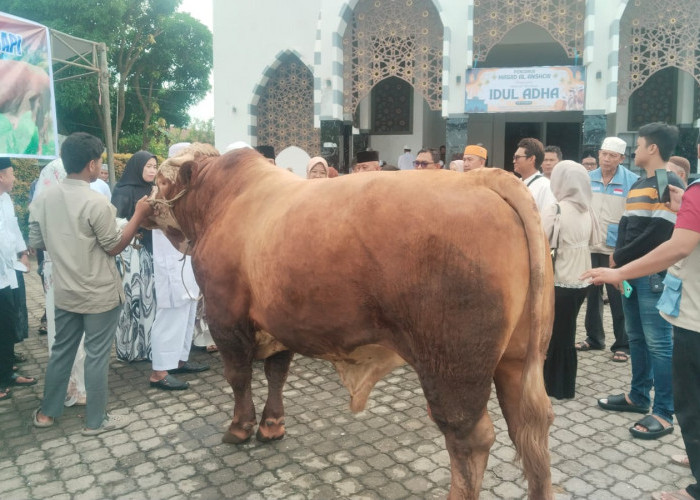 Sapi Presiden Prabowo dengan Bobot 1,1 Ton Dikurbankan di Sukarami