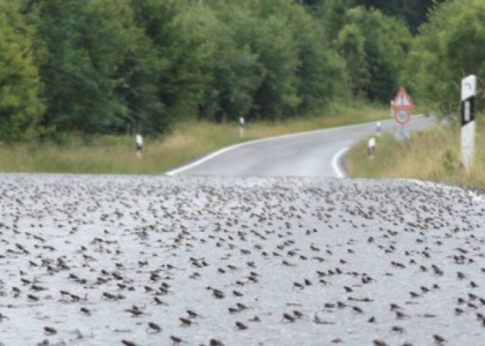 Tak hanya di Brazil, Rupanya Negara Ini juga Terjadi Hujan Katak