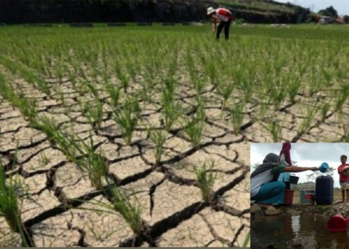 Kekeringan Dampak El Nino Makin Meluas, Ini Daftar Wilayah yang Terdampak di Indonesia
