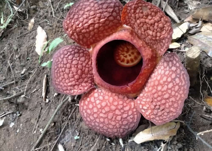 Sangat Elok! Rafflesia Kemumu Mekar Sempurna di Bengkulu Utara