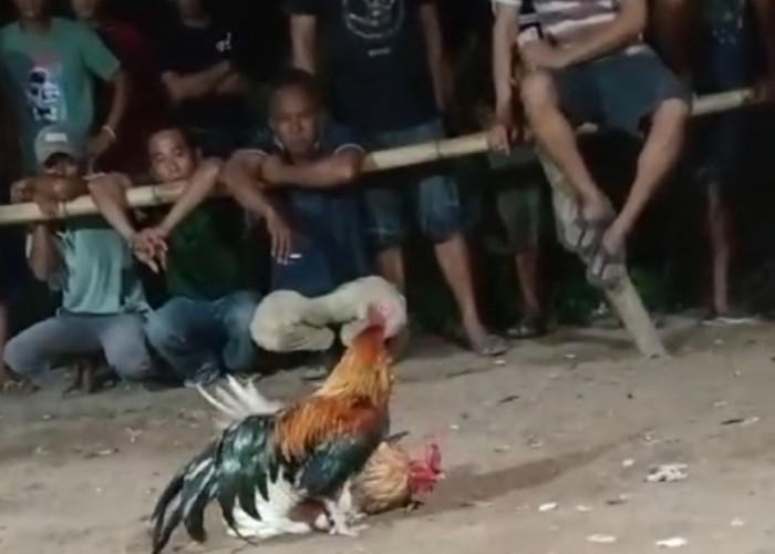 Polisi Gerebek Arena Sabung Ayam di Seluma, Penonton dan Pemain Lari Kocar-kacir 