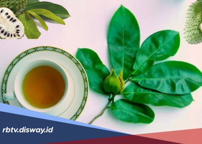 Manfaat Daun Sirsak untuk Kesehatan dan Cara Mengolahnya