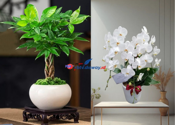 5 Tanaman Ini Bakal Bawa Hoki Kalau Ditanam di Dekat Rumah