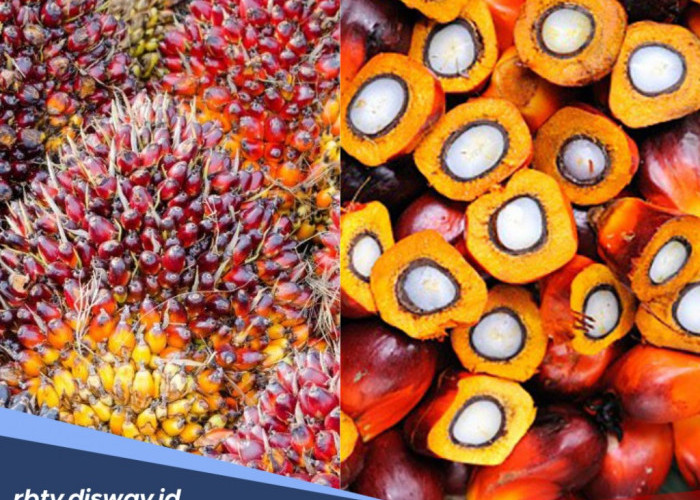 Harga TBS Sawit Bengkulu Hari Ini, di Mukomuko Tembus Segini