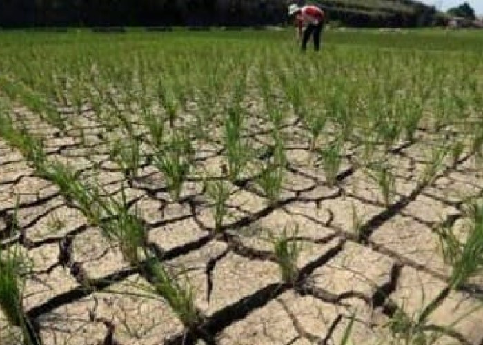 Cuaca Panas Belum Berakhir, Menyusul Ancaman El Nino