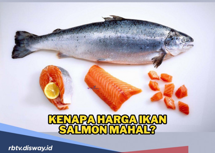 Primadona di Dunia Kuliner, Ini Alasan Kenapa Harga Ikan Salmon Mahal