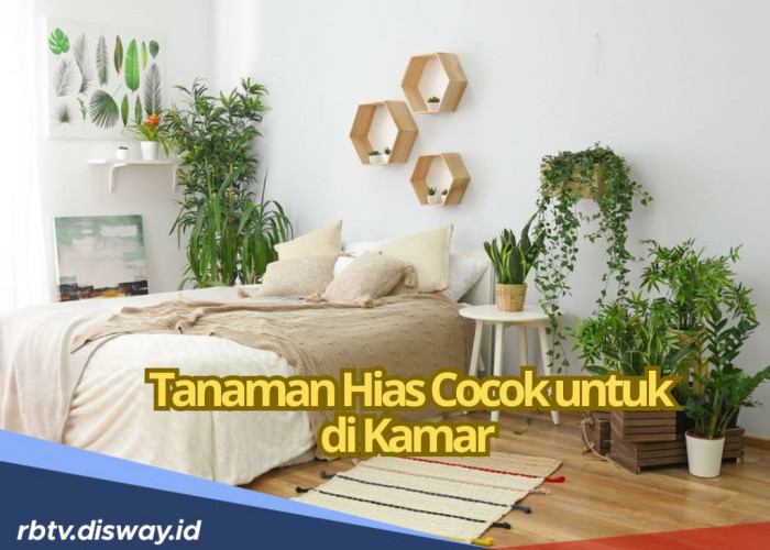 8 Jenis Tanaman Hias Ini Cocok untuk di Kamar, Perawatannya Sangat Mudah dan Banyak Manfaatnya