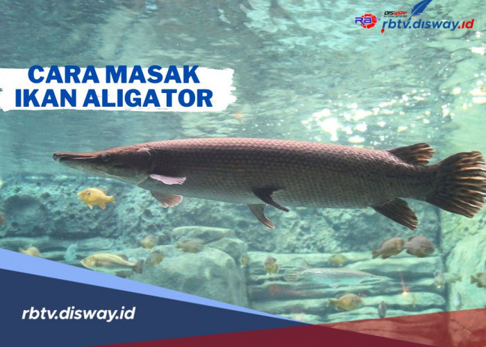 Jangan Asal Konsumsi, Begini Cara Memasak Ikan Aligator Jadi Hidangan Menggugah Selera