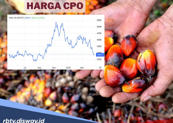 6 Hari Berturut-turut, Harga CPO Merosot, Jadi Segini