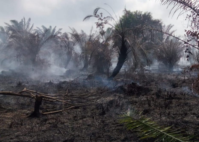 Kebakaran Lahan Gambut Lahap 10 Hektare Kebun Kelapa Sawit di Ilir Talo Seluma 