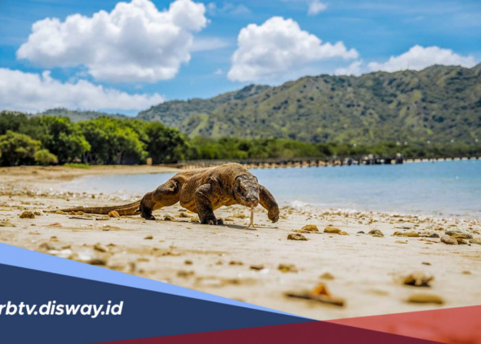 Berencana Liburan ke Labuan Bajo? Cek Harga Tiket Masuk Taman Nasional Komodo dan Aturan Terbaru