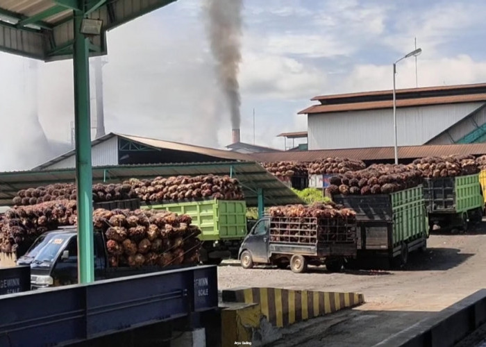 Awali Bulan Juni, Harga TBS Kelapa Sawit di Pabrik Seluma Sudah Rp2.500/Kg