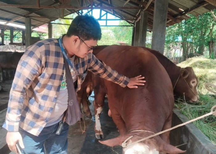 Cerita Peternak Sapi Limosin di Kota Bengkulu Dapat Durian Runtuh dari Presiden Prabowo