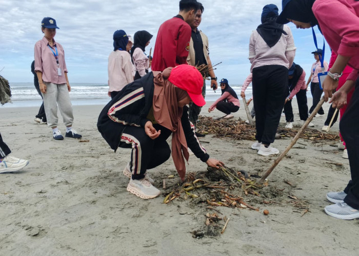 Mahasiswa FEB UNIB dan Dispar Bengkulu Kompak Bersihkan Pantai Panjang